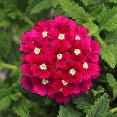 Verbena Firehouse Burgundy 