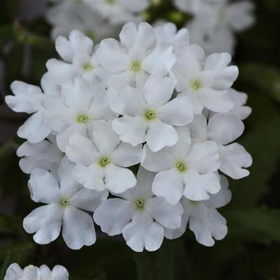 Verbena Firehouse White 