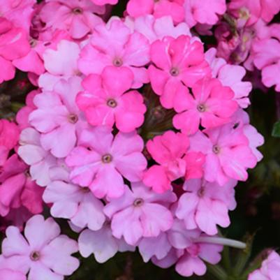 Verbena Empress Sun Cherry 