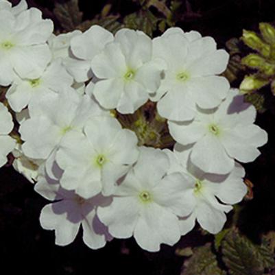 Verbena Empress Flair White 