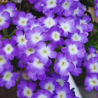 Verbena Empress Flair Blue Charm 