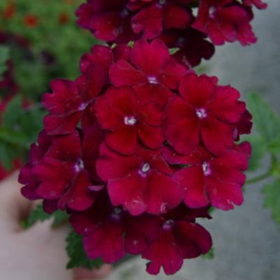 Verbena Empress Flair Burgundy 