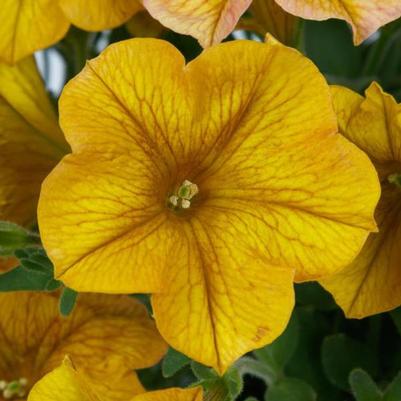 Petchoa SuperCal Premium Yellow Sun 
