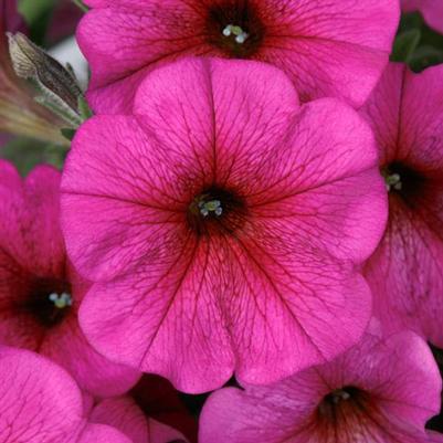 Petchoa SuperCal Premium Purple Dawn 