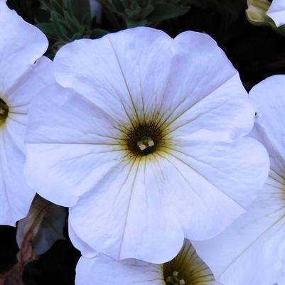 Petchoa SuperCal Premium Pearl White 