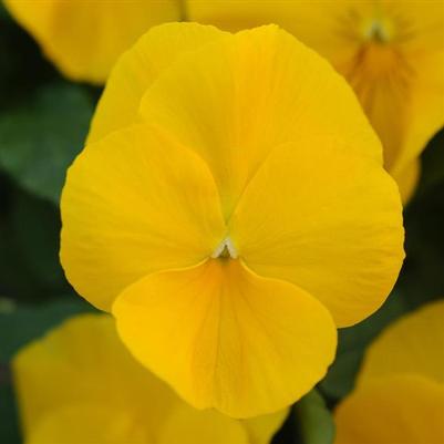 Pansy Cool Wave Golden Yellow 