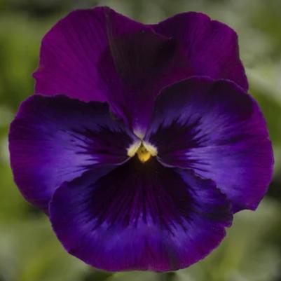Pansy Delta Pro Neon Violet 