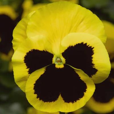 Pansy Delta Pro Yellow Blotch 