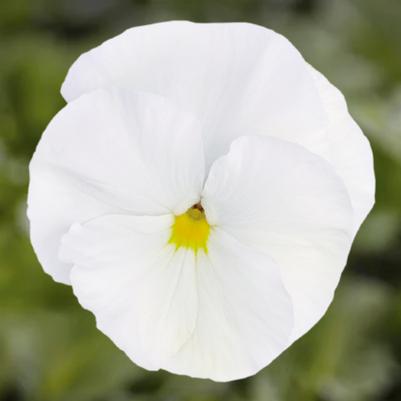 Pansy Inspire Plus White 