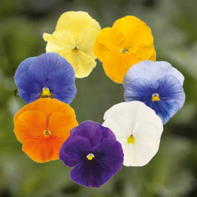 Pansy Inspire Plus Clear Mix 