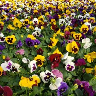 Pansy Majestic Giants Blotch Mix 