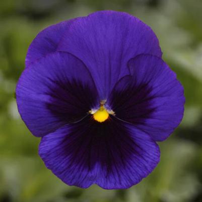 Pansy Matrix Blue Blotch 