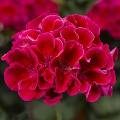 Interspecific Geranium Calliope Medium Crimson Flame 