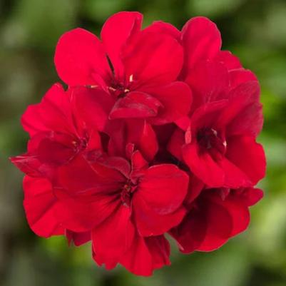 Interspecific Geranium Calliope Medium Dark Red 