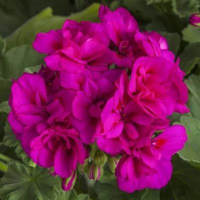 Interspecific Geranium Calliope Medium Violet 