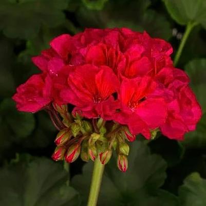 Zonal Geranium Tango Neon Purple 