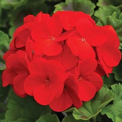 Seed Geranium Pinto Premium Deep Red 