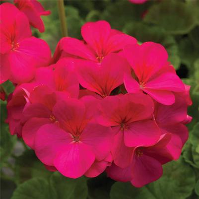 Seed Geranium Pinto Premium Lavender Rose 