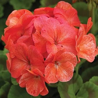 Seed Geranium Pinto Premium Salmon 