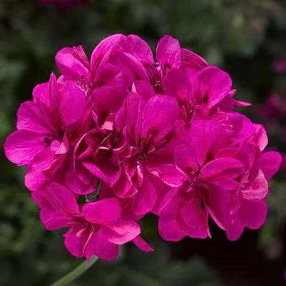 Ivy Geranium Ivy League Deep Pink 