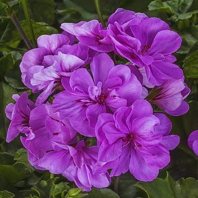 Ivy Geranium Ivy League Lavender 