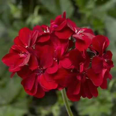 Ivy Geranium Ivy League Red 