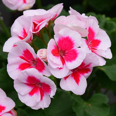 Interspecific Geranium Calliope Medium White Splash 