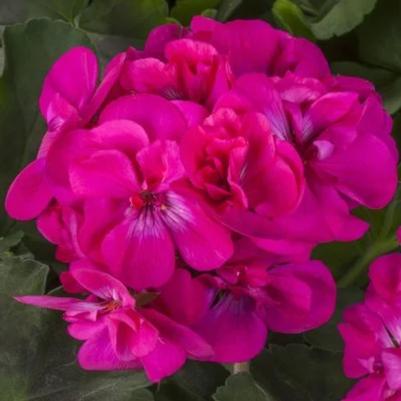 Interspecific Geranium Calliope Medium Dark Pink 
