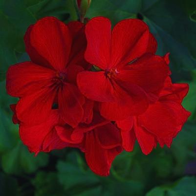 Zonal Geranium Americana Dark Red 