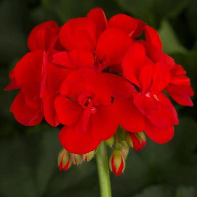Zonal Geranium Americana Bright Red 