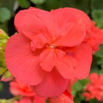 Zonal Geranium Americana Coral 