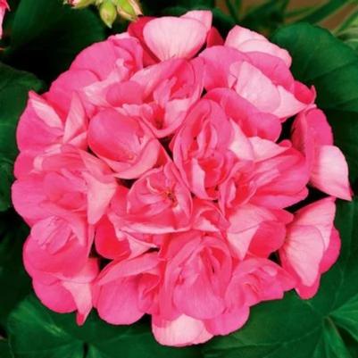 Zonal Geranium Americana Pink 