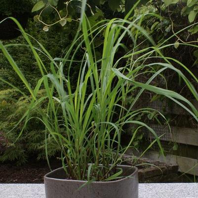 Lemongrass 