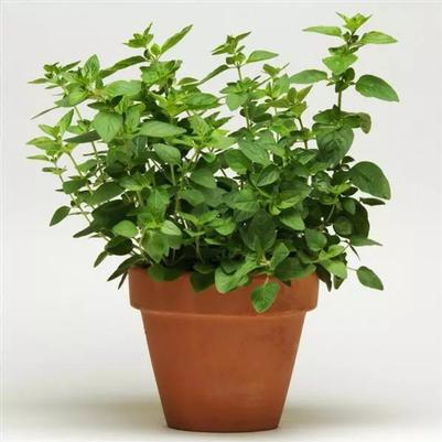 Oregano SimplyHerbs 