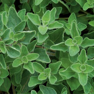 Oregano Greek 