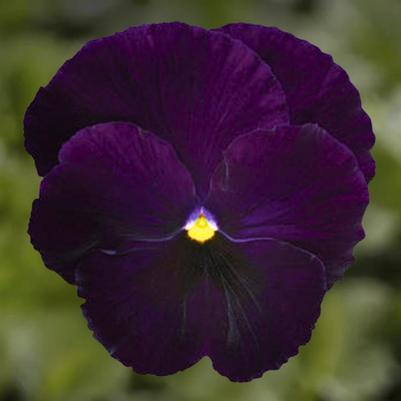 Pansy - Purple 