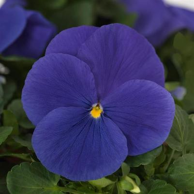 Pansy - Blue (True Blue) 