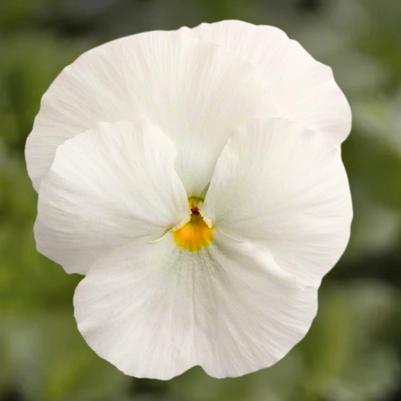 Pansy - White 