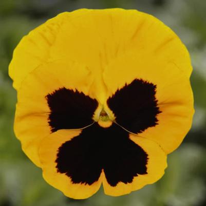 Pansy - Yellow Blotch 