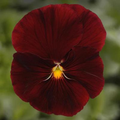 Pansy - Scarlet 