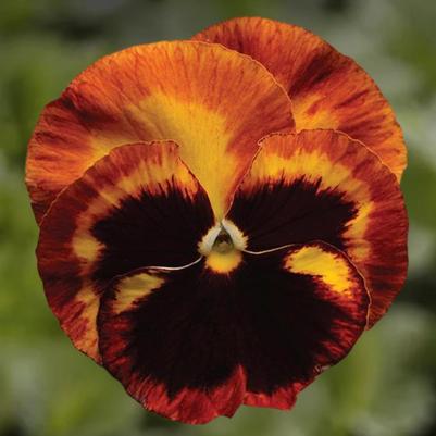 Pansy - Solar Flare 