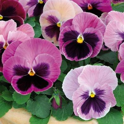 Pansy - Pink Shades 