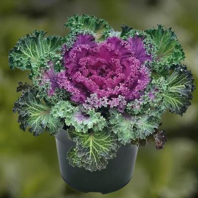 Kale - Red 