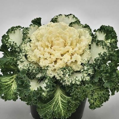 Kale - White 