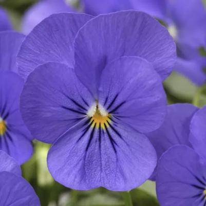 Viola - Blue 
