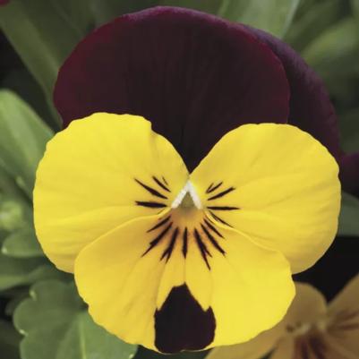 Viola - Red Wing 