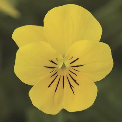 Viola - Yellow 