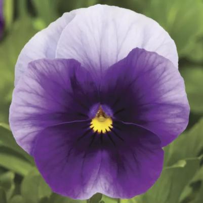 Viola - Beaconsfield 