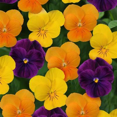 Viola - Harvest Mix 