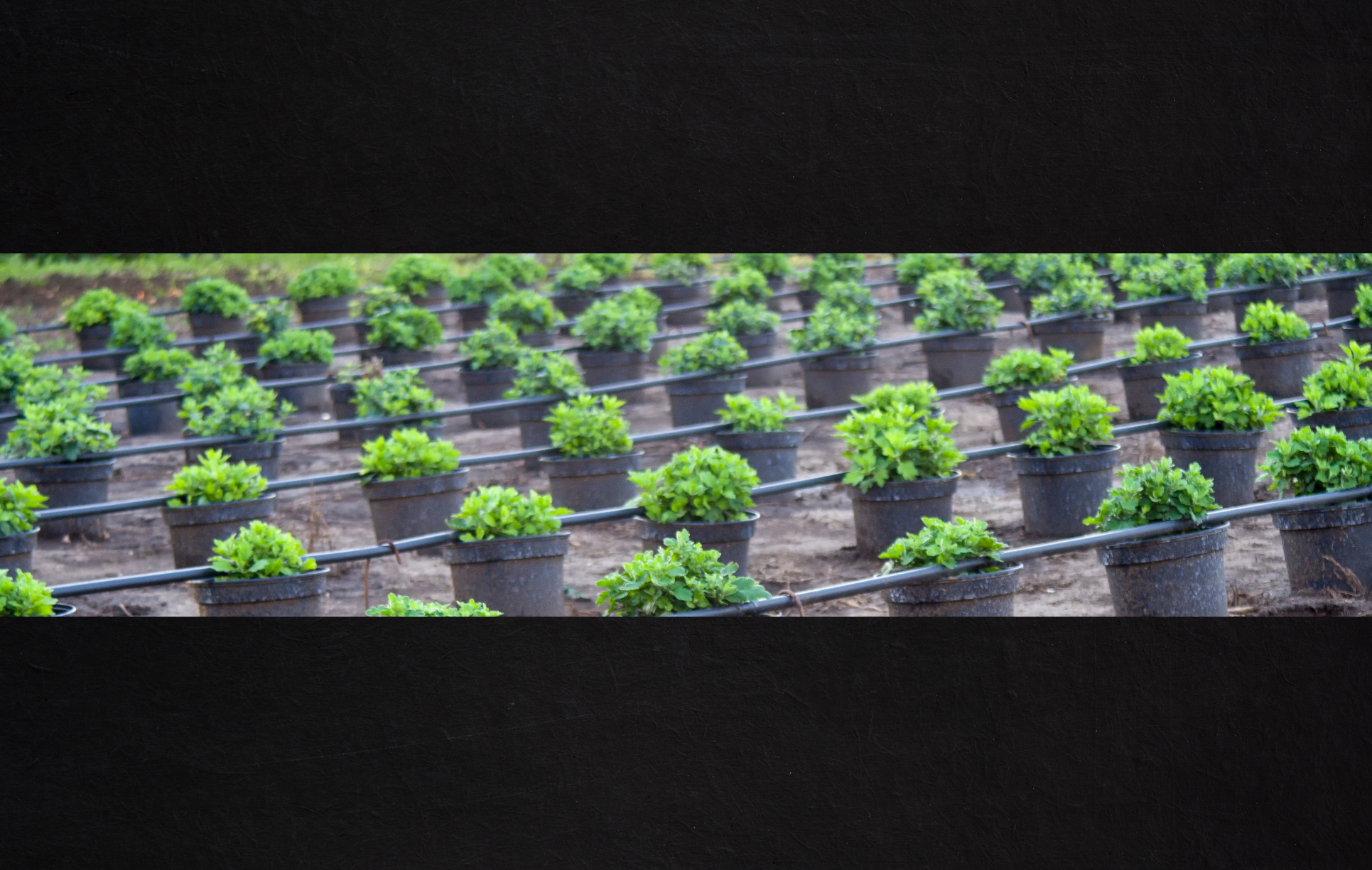 Expert Guide: The Best Mums to Grow in Your Garden – Catoctin Mtn Growers